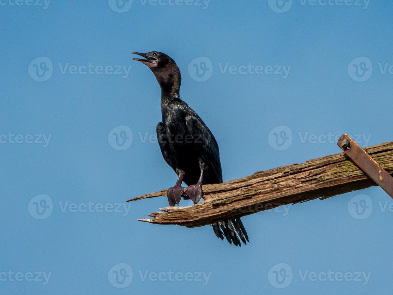 kleiner Kormoran thront auf einem trockenen Baumstamm foto