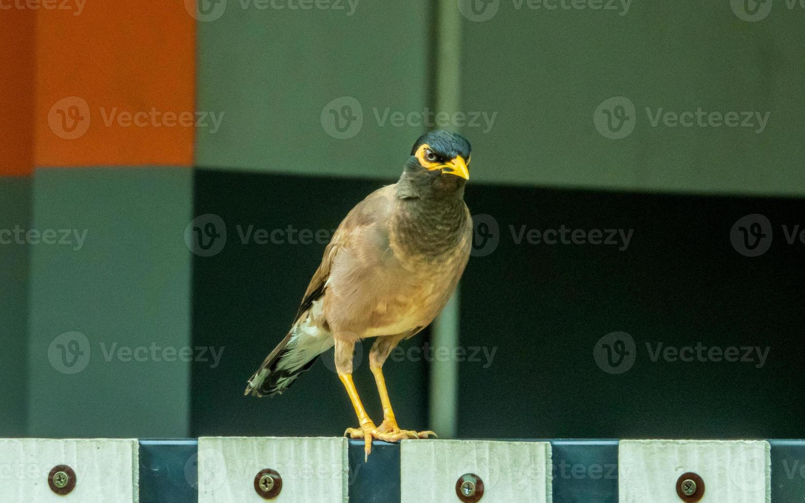 gemeine myna stehen auf dem zaun foto