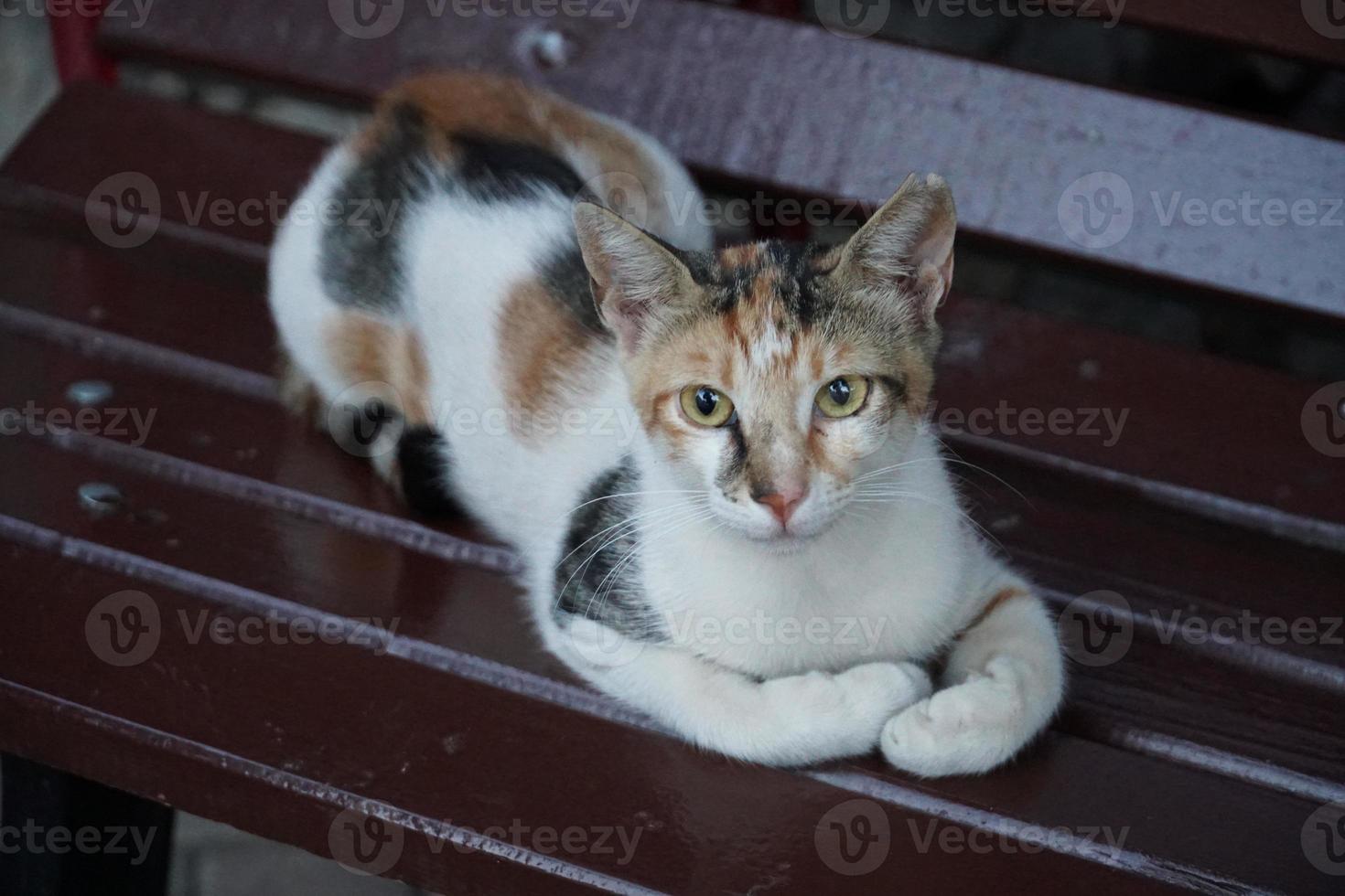 die niedliche obdachlose Straßenkatze foto