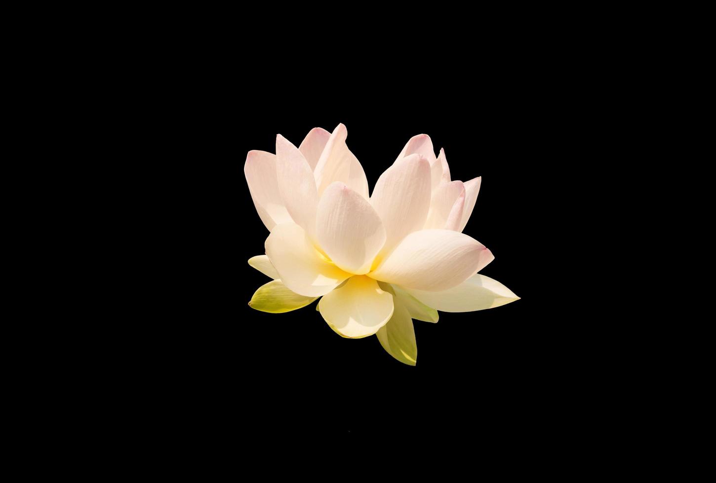 Lotus in voller Blüte auf Schwarz foto