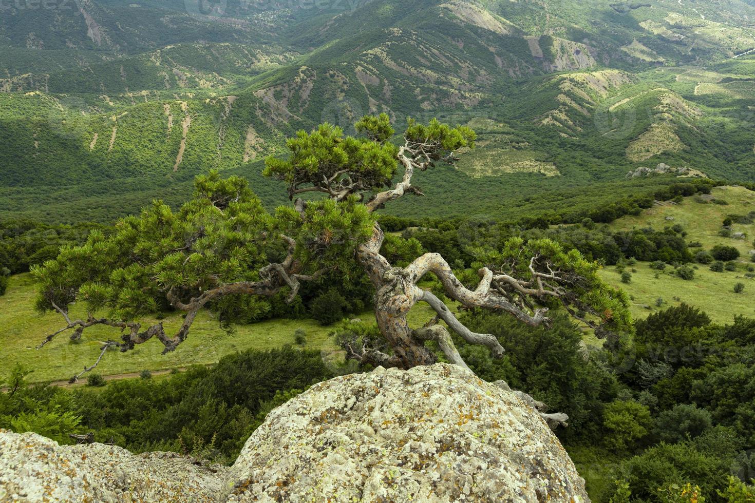 Schiefe Reliktbaumkiefer wächst am Rand einer Bergklippe vor dem Hintergrund grüner Berge. Berglandschaft. foto