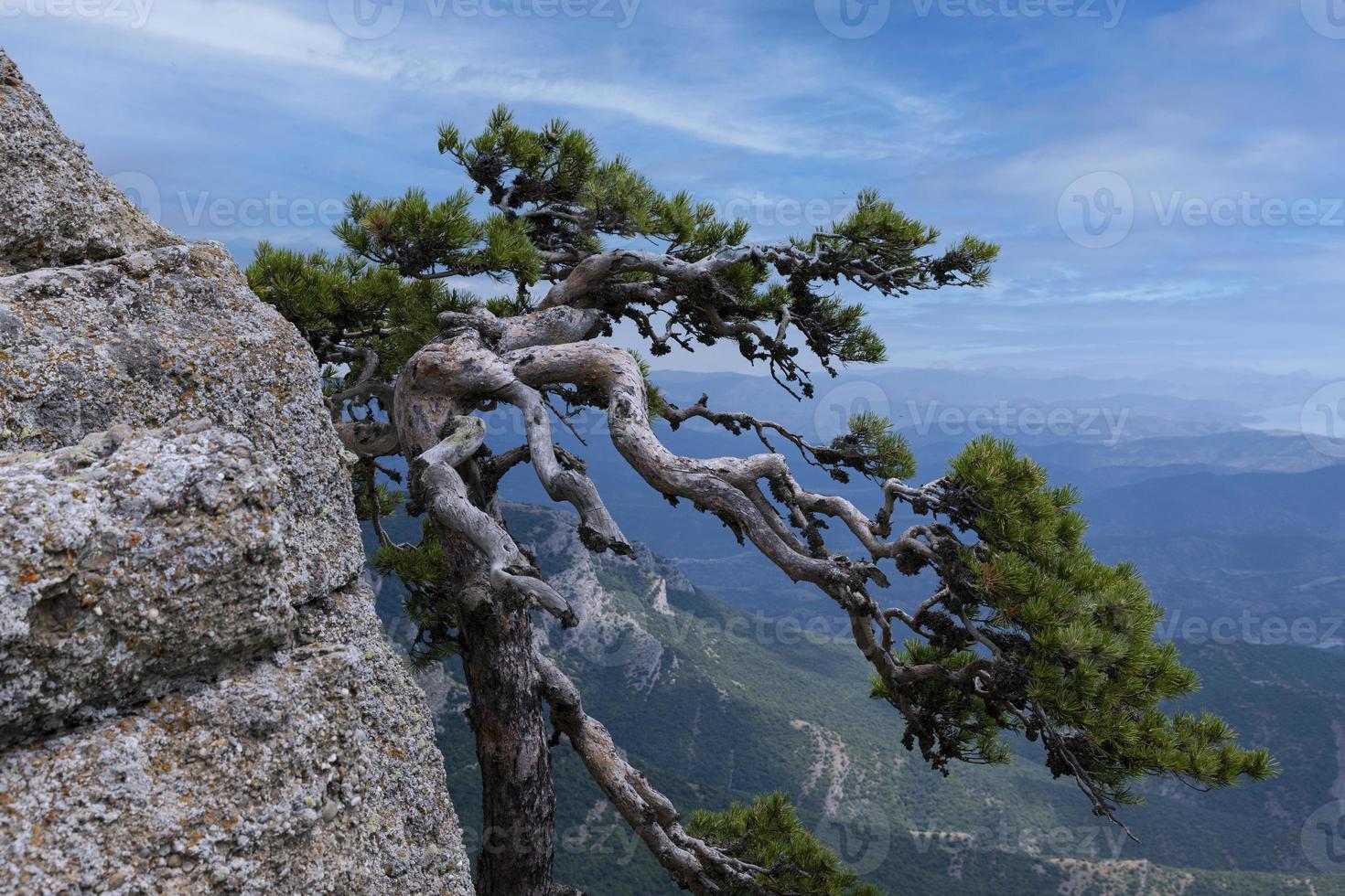 Schiefer Reliktbaum Eine Kiefer wächst am Rand einer Bergklippe gegen den Himmel. psychologische Landschaft. foto