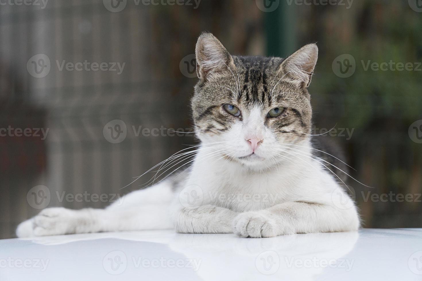 die niedliche obdachlose Straßenkatze foto