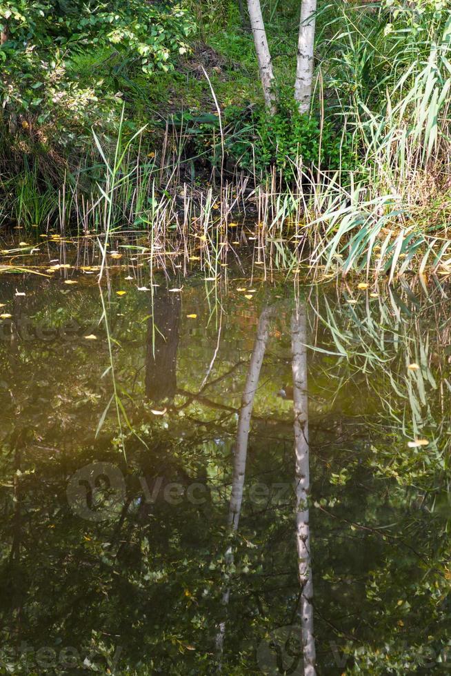 Ufer des Waldteiches und Reflexion von Bäumen foto