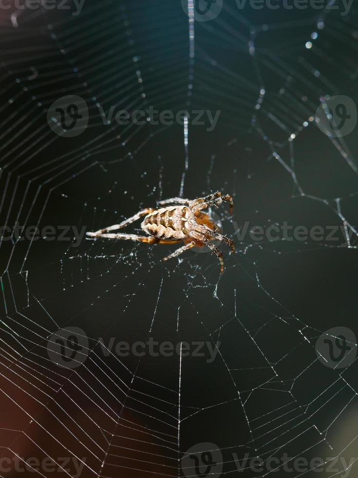 Europäische Gartenkreuzspinne auf Spinnennetz aus nächster Nähe foto