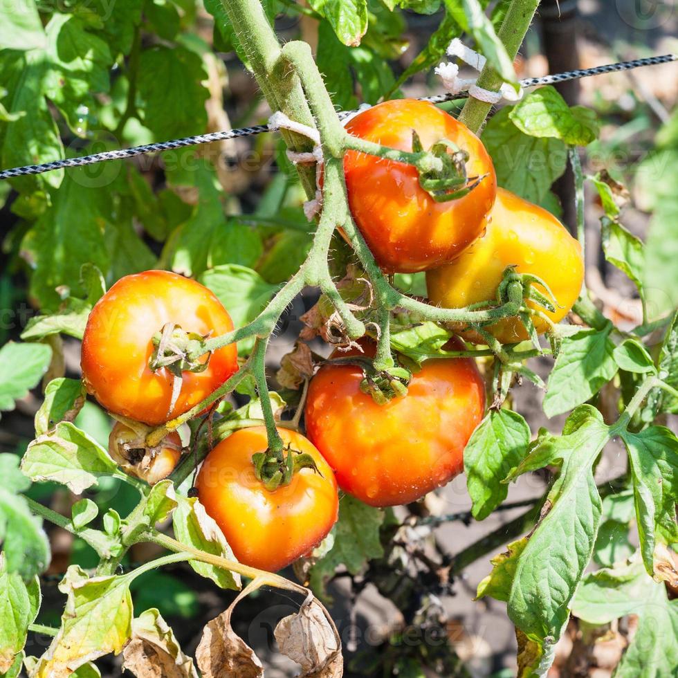 Rote Tomaten am Busch im Garten an sonnigen Tagen foto