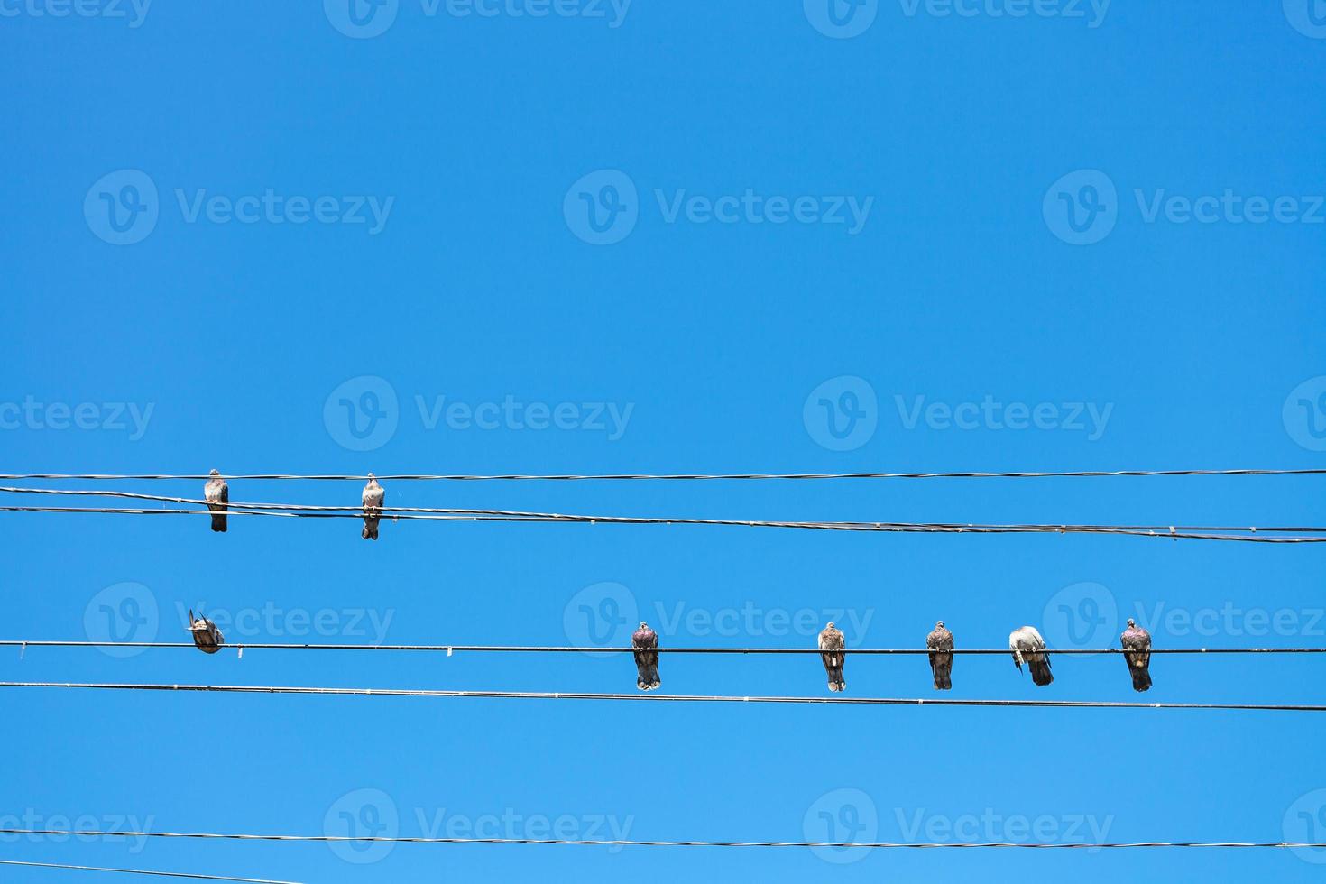 Mehrere Tauben sitzen auf Stromkabeln foto