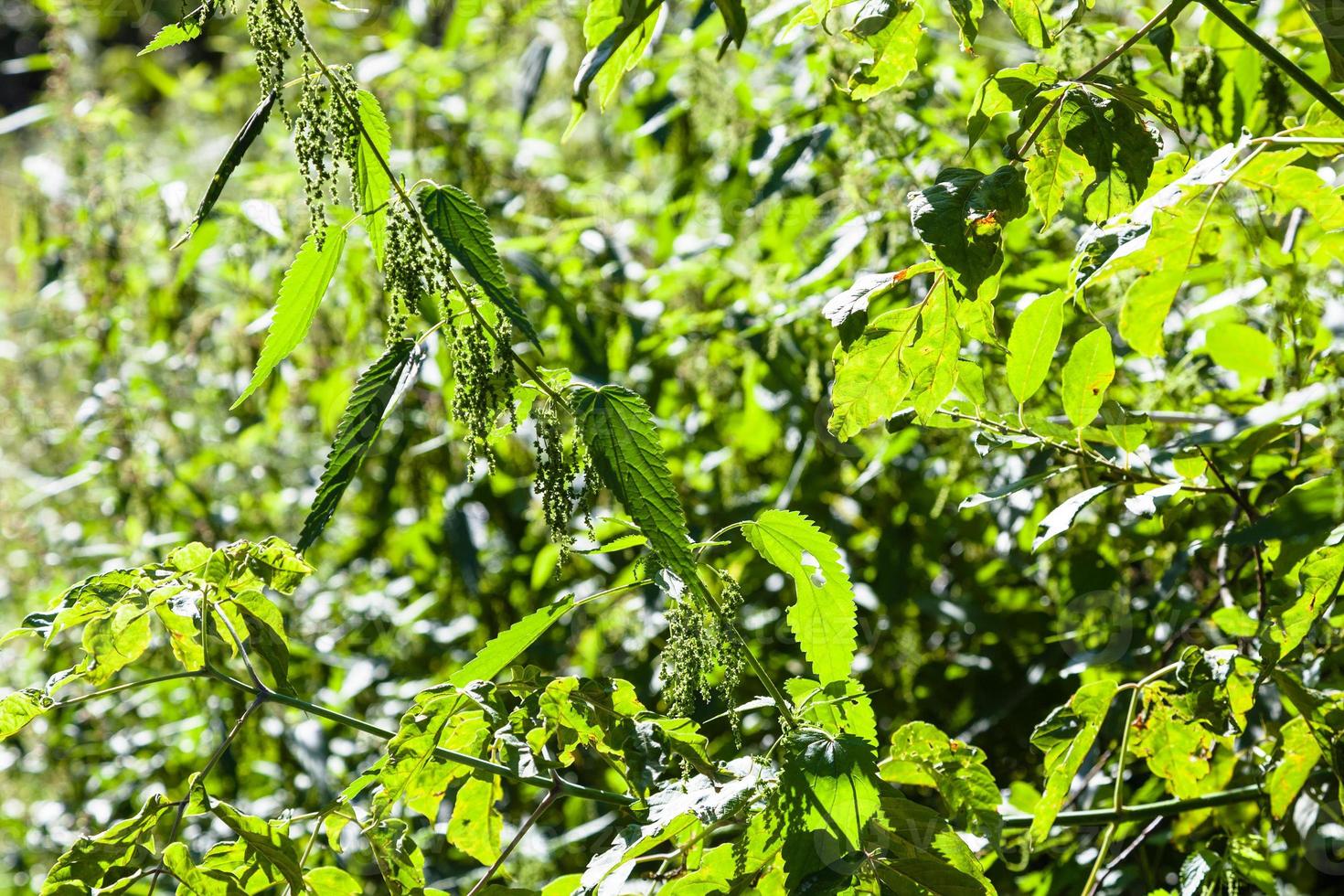 grüne nesselbüsche, die im sommer von der sonne beleuchtet werden foto