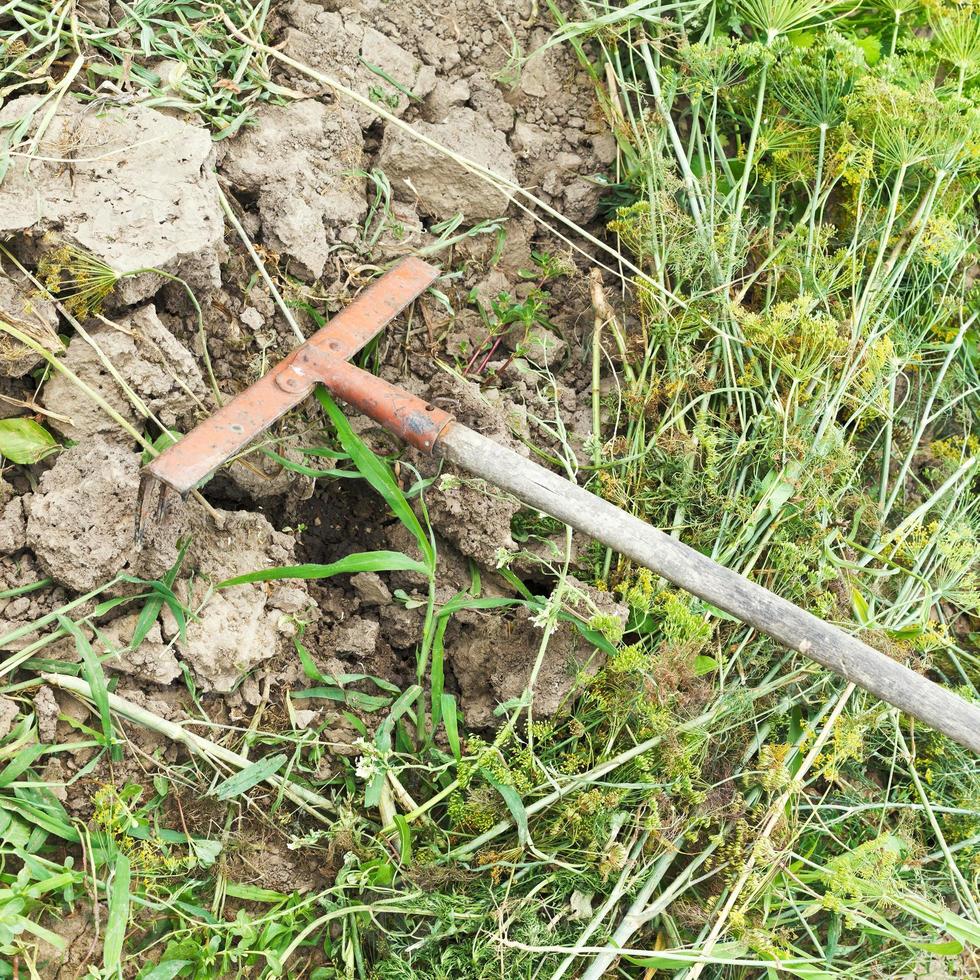 Sammeln von geschnittenem Gras mit dem Rechen im Garten foto