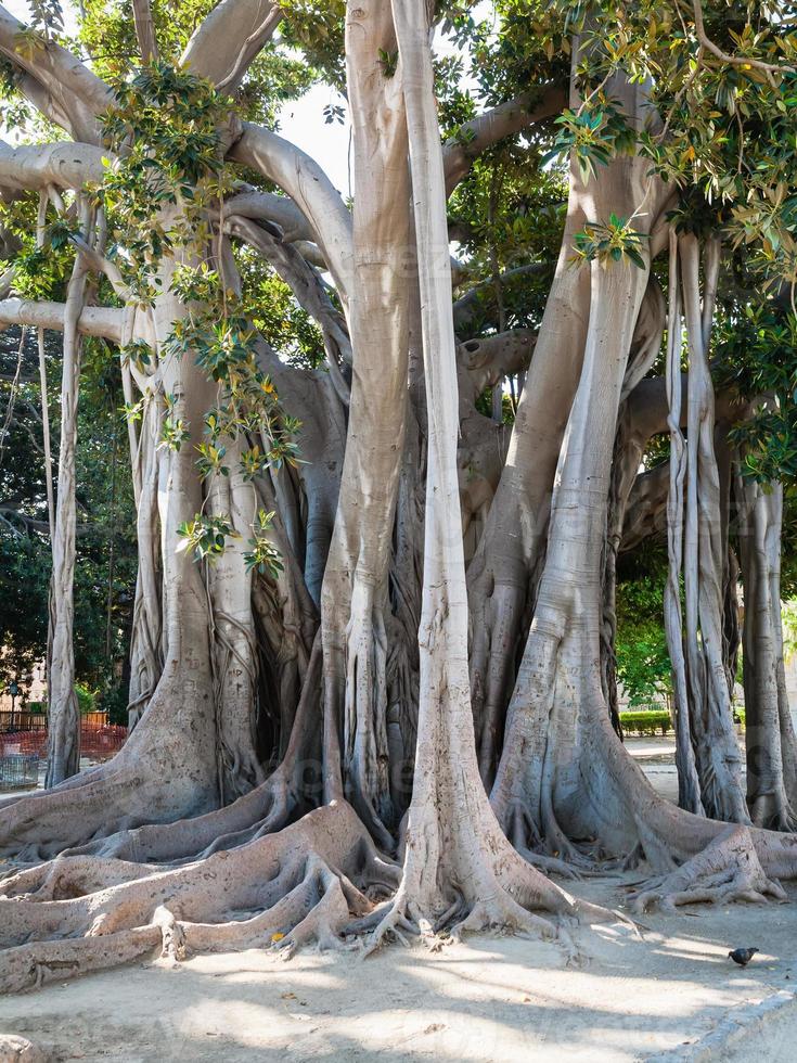 ficus-baum in der stadt palermo in giardino garibaldi foto