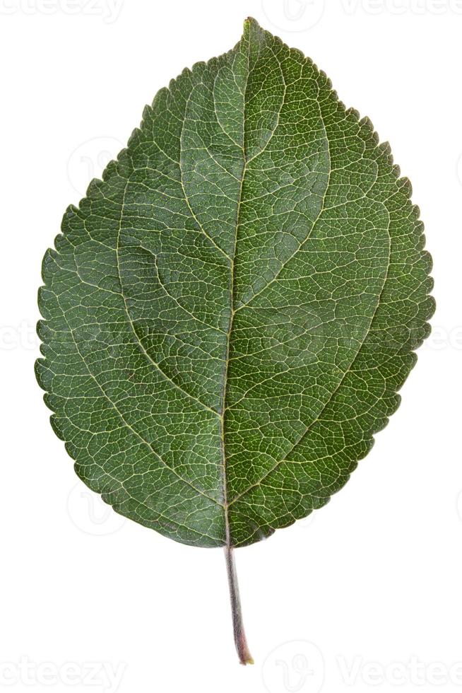 grünes Blatt des Apfelbaums foto