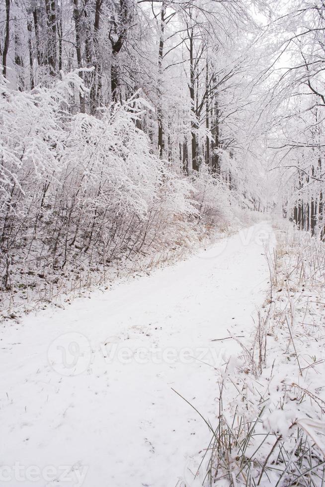 Waldweg im Winter foto