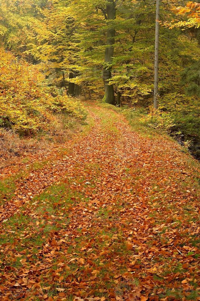 Waldweg mit einem Baum foto