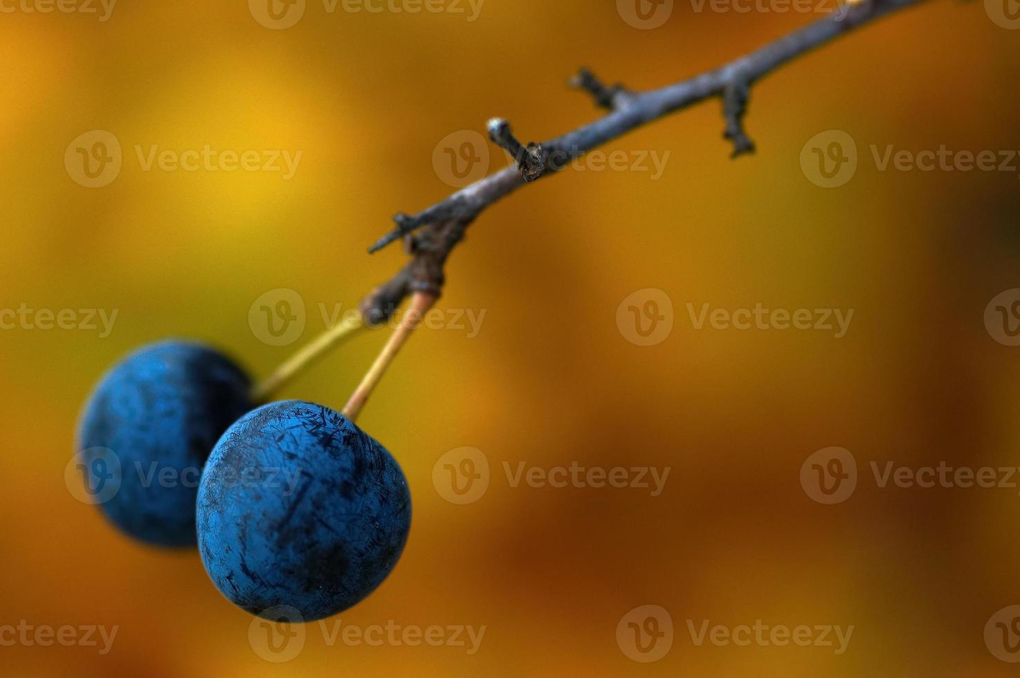 Schwarzdorn auf dem Ast foto