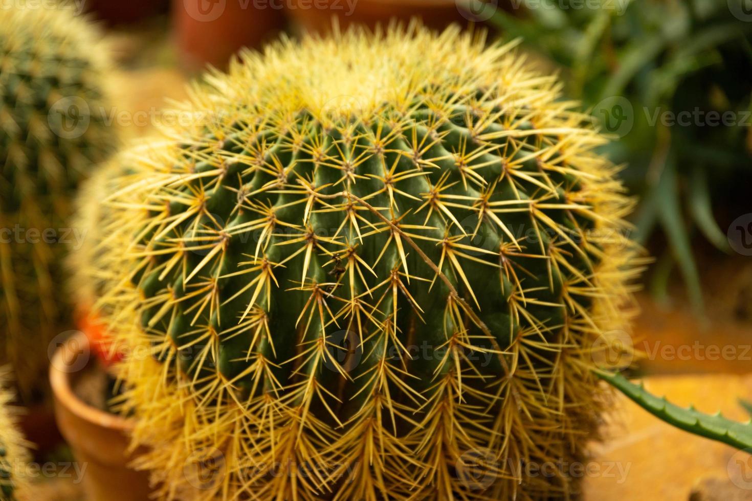 Kaktusball echinocactus grusonii im Garten. Sukkulenter goldener Fasskaktus aus nächster Nähe foto