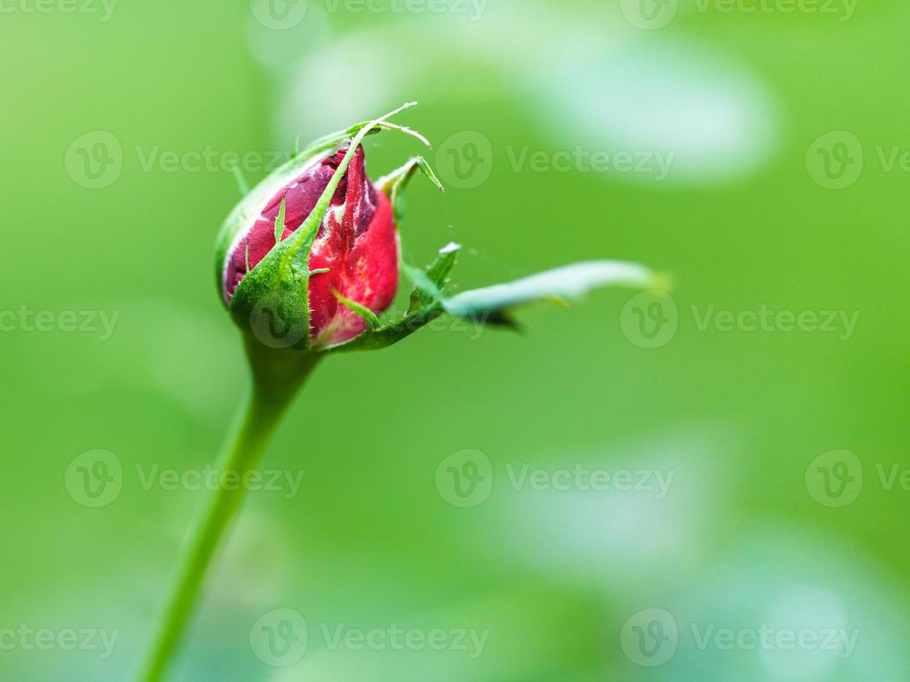 rote Rosenknospe im Freien foto