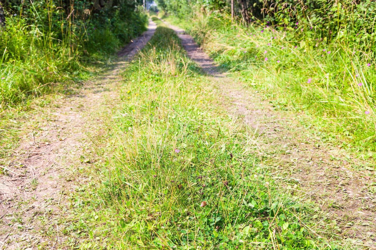 Spuren der Landstraße mit grünem Gras im Wald foto