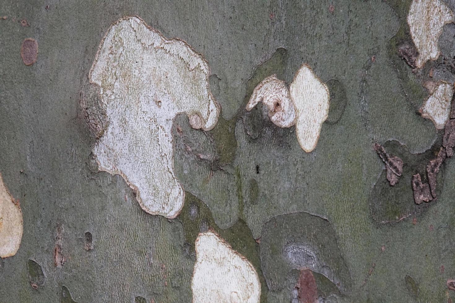 Nahaufnahme von Platanenkruste, Rinde von Platan, Textur, altes Holz, Muster, natürliches Platanen-Tarnmaterial, organische strukturierte Oberfläche. foto