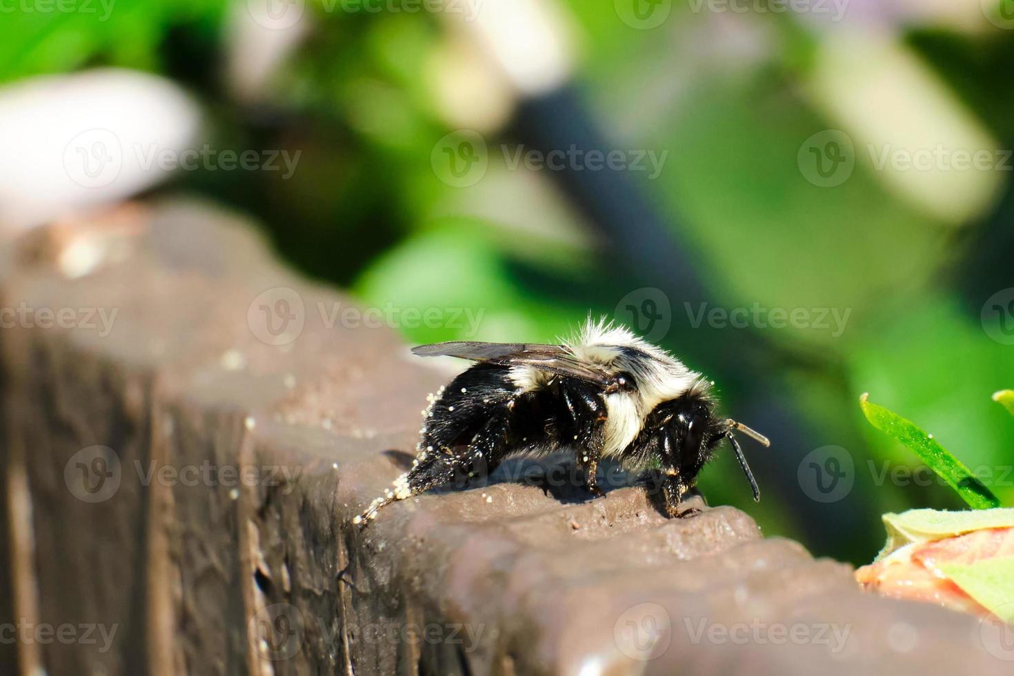 Die gemeine östliche Hummel sitzt auf einem braunen Zaun foto