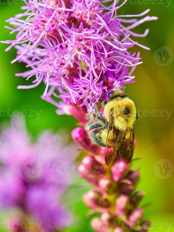 Die gemeine östliche Hummel bestäubt einen violetten, dichten, lodernden Stern foto