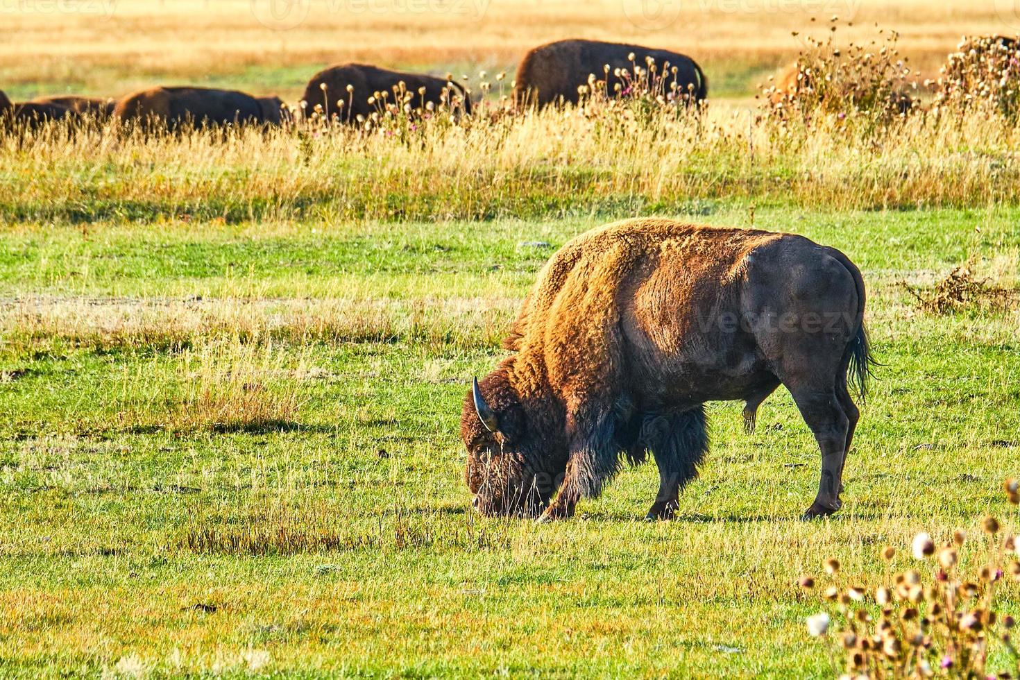 bison weidet bei sonnenuntergang im grand-teton-nationalpark foto