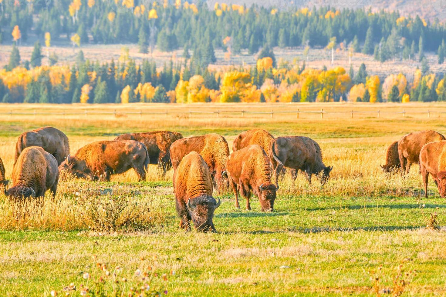 Eine Herde Bisons an einem Herbstabend im Grand-Teton-Nationalpark foto