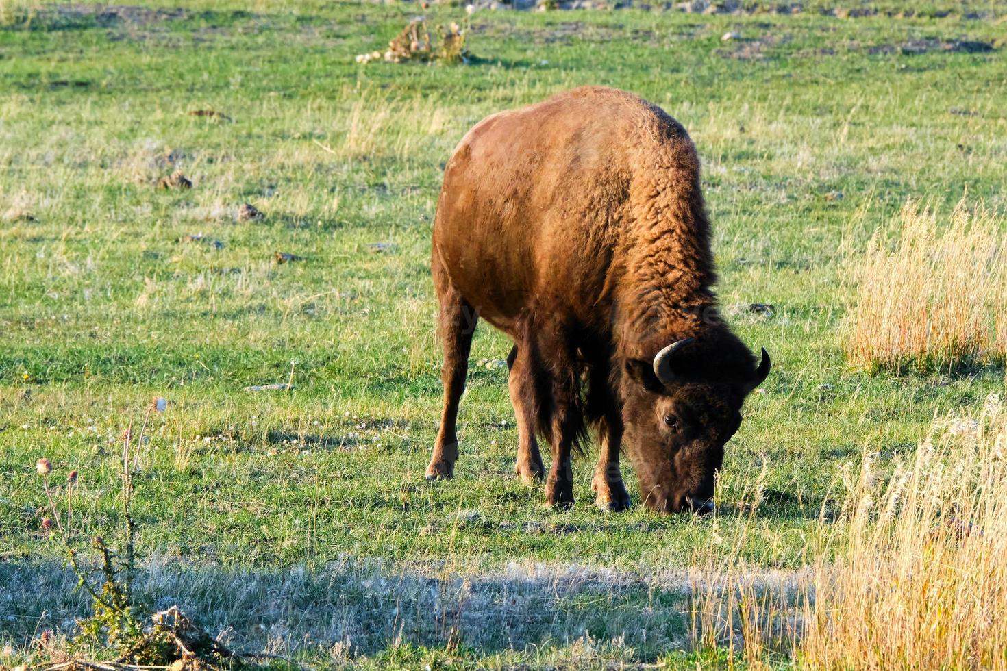 isolierter bison weidet bei sonnenuntergang im grand-teton-nationalpark foto