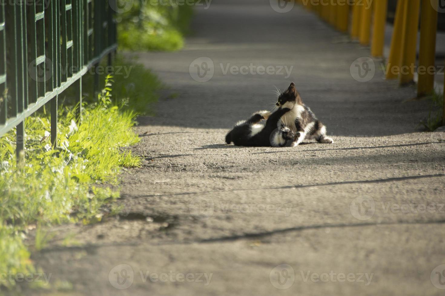 Kätzchen spielen im Sommer auf der Straße. Katzen auf der Straße. Obdachlose Kätzchen im Hof. foto