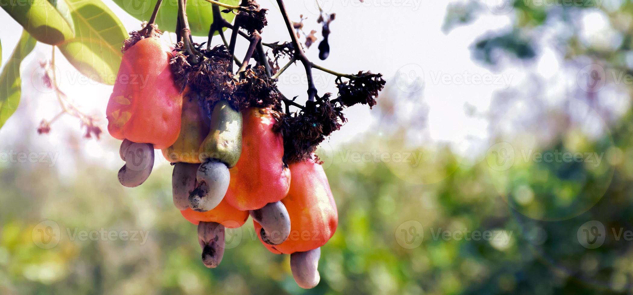 Ein Bündel Cashewäpfel an einem Cashewbaum. foto