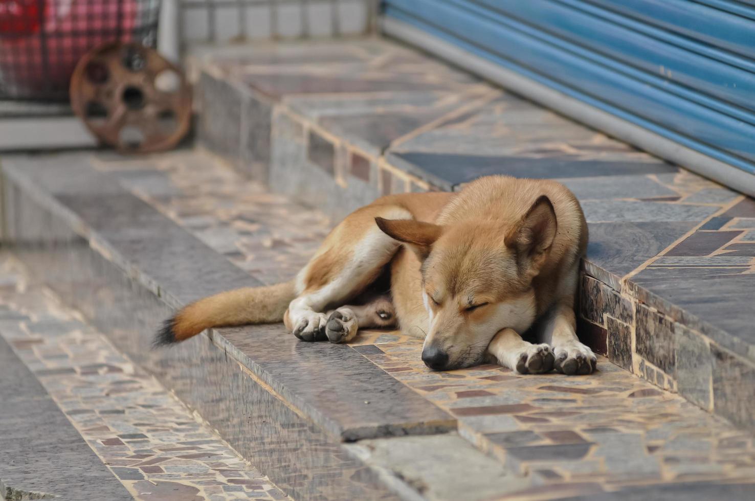 taiwanesischer Hund schläft vor einem Restaurant foto