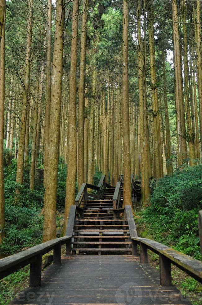 Treppen zum alten Bambuswald foto