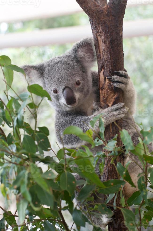 grauer süßer junger Koala mit Gummibaum foto