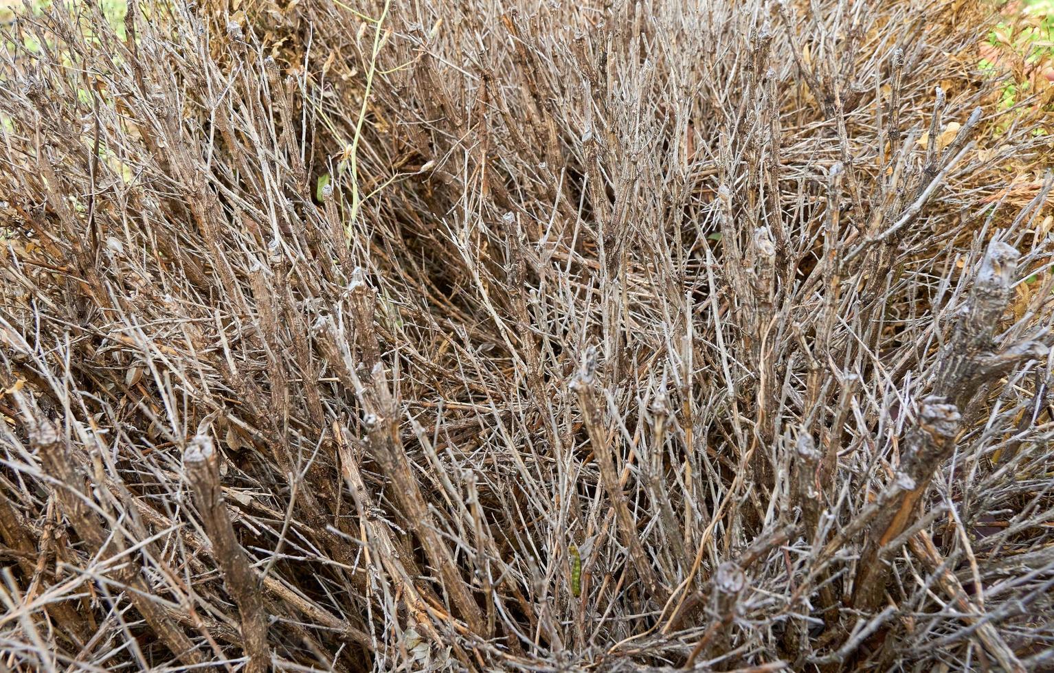 getrocknetes Gebüsch während der Trockenzeit. foto