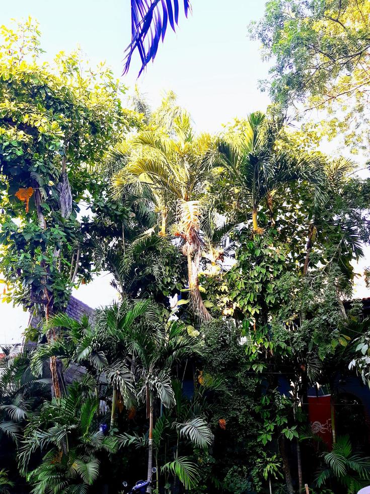 Straßenrand tropischer Garten foto