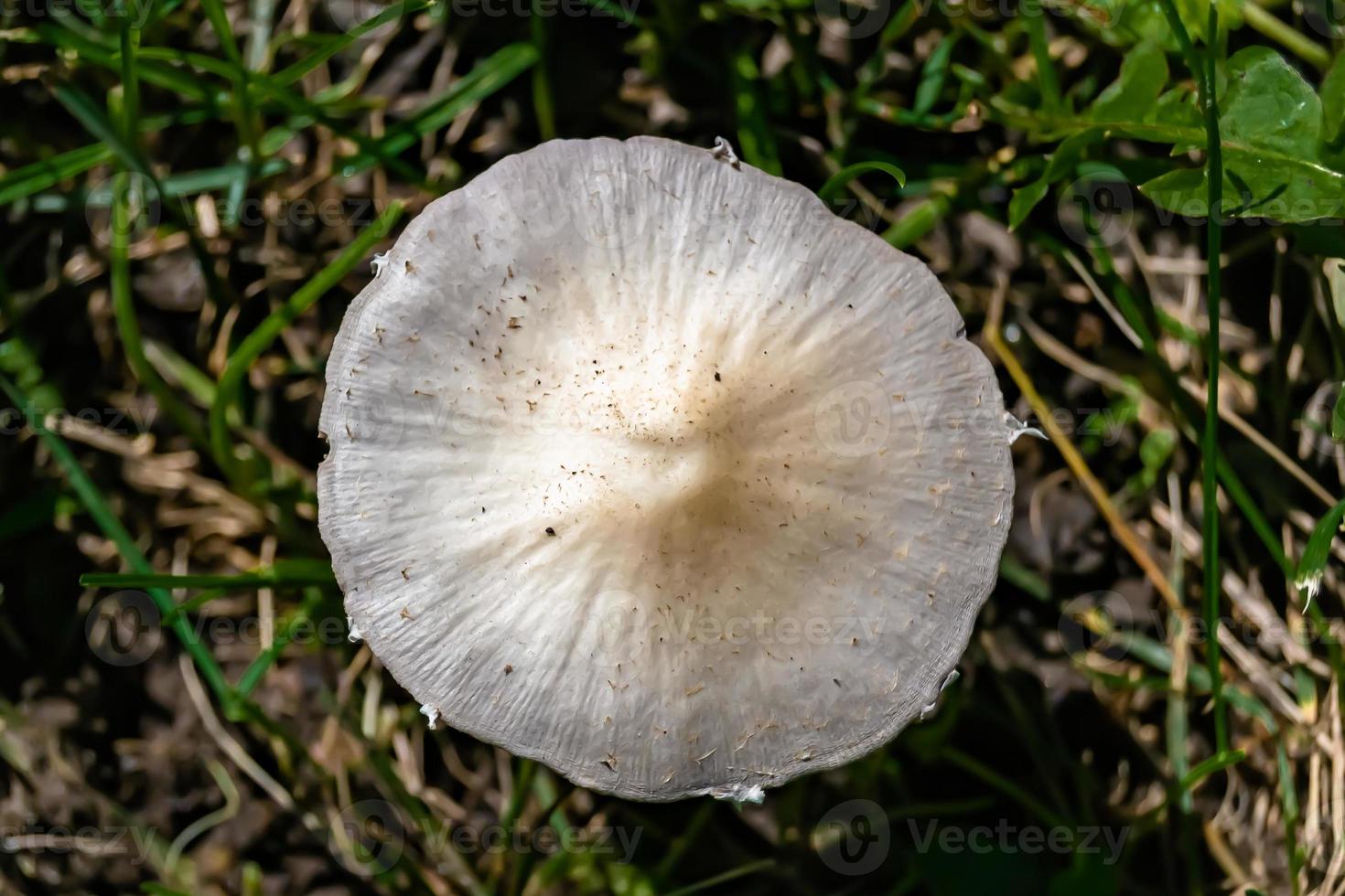 Fotografie zum Thema großer schöner giftiger Pilz im Wald foto