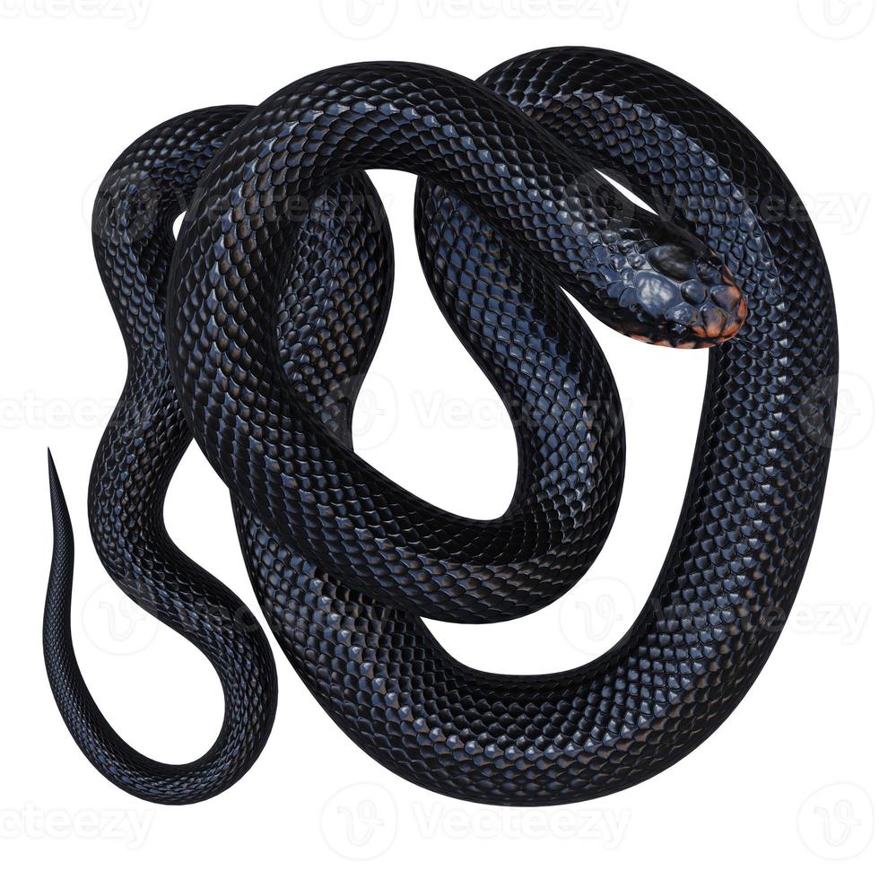 rote aufgeblähte schwarze Schlange 3D-Darstellung foto