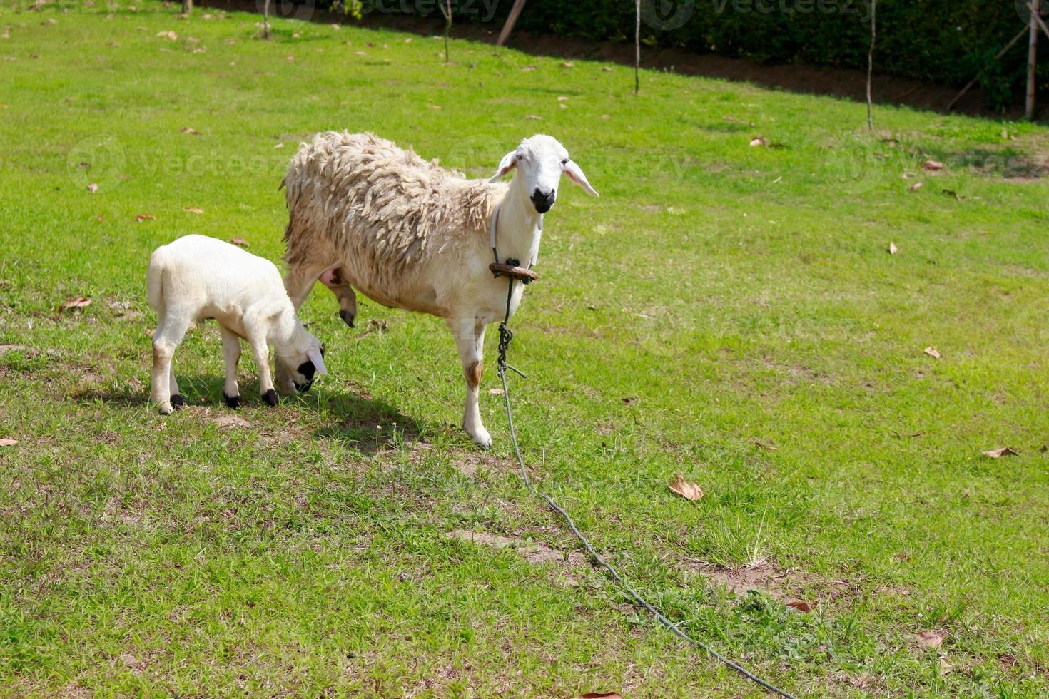 Schafe auf der Wiese auf grünem Gras bei heißer Sonne. Lamm-Porträt. Schafe leben in tropischer Umgebung, Schafe und ihre Jungen suchen nach Gras foto