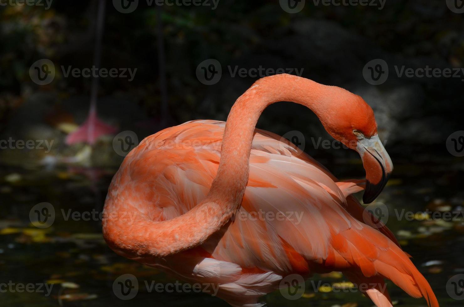 wunderschöner rosa flamingo foto