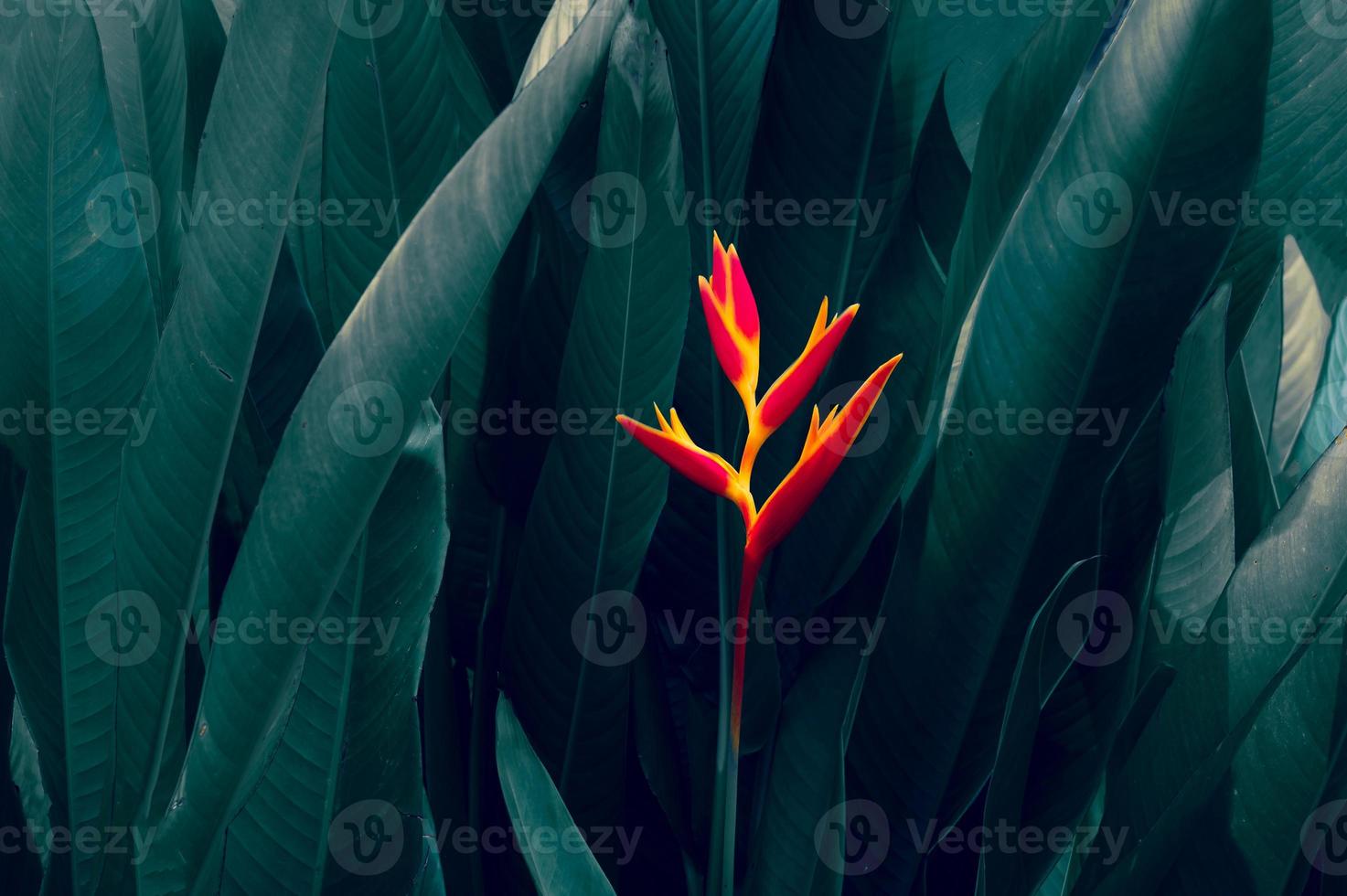 tropische Blätter bunte Blume auf dunklem tropischem Laub Natur Hintergrund dunkelgrünes Laub Natur foto