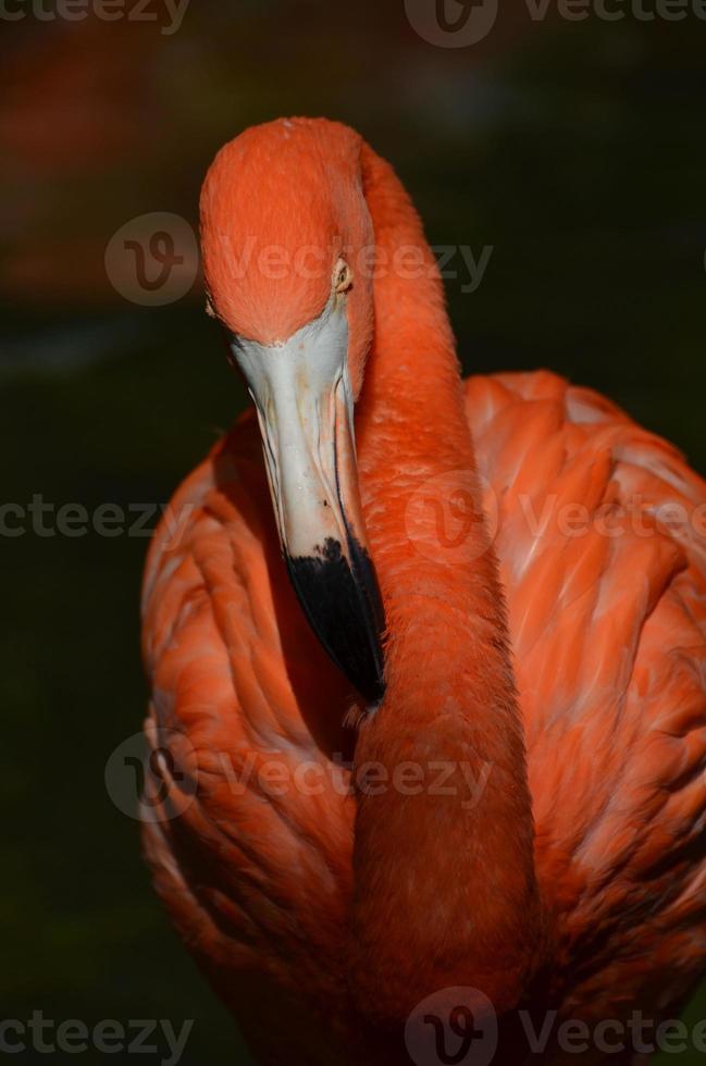 Amerikanischer Flamingovogel foto