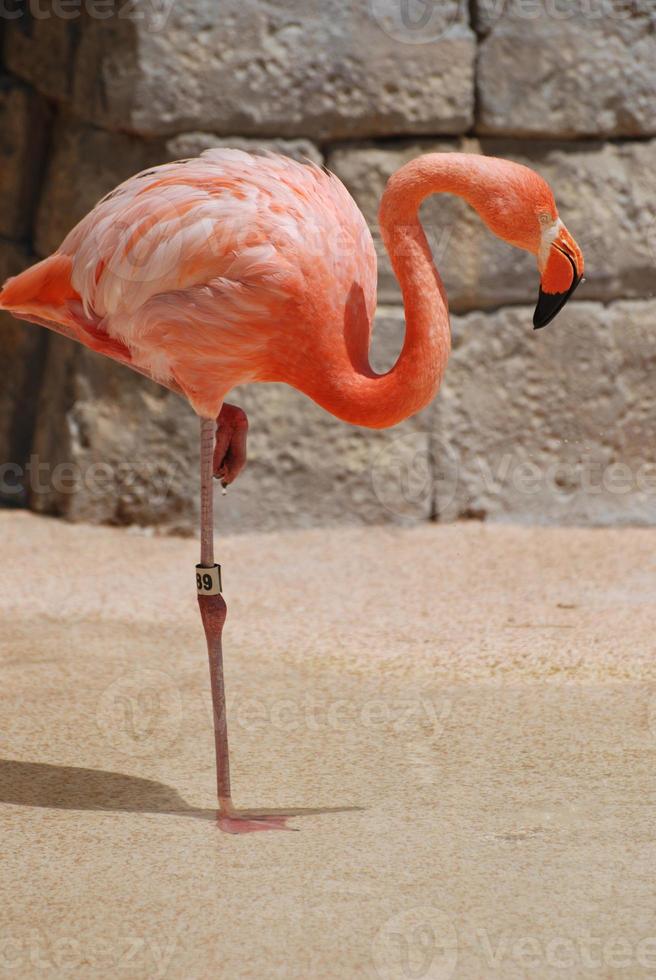Amerikanischer Flamingo auf einem Bein foto
