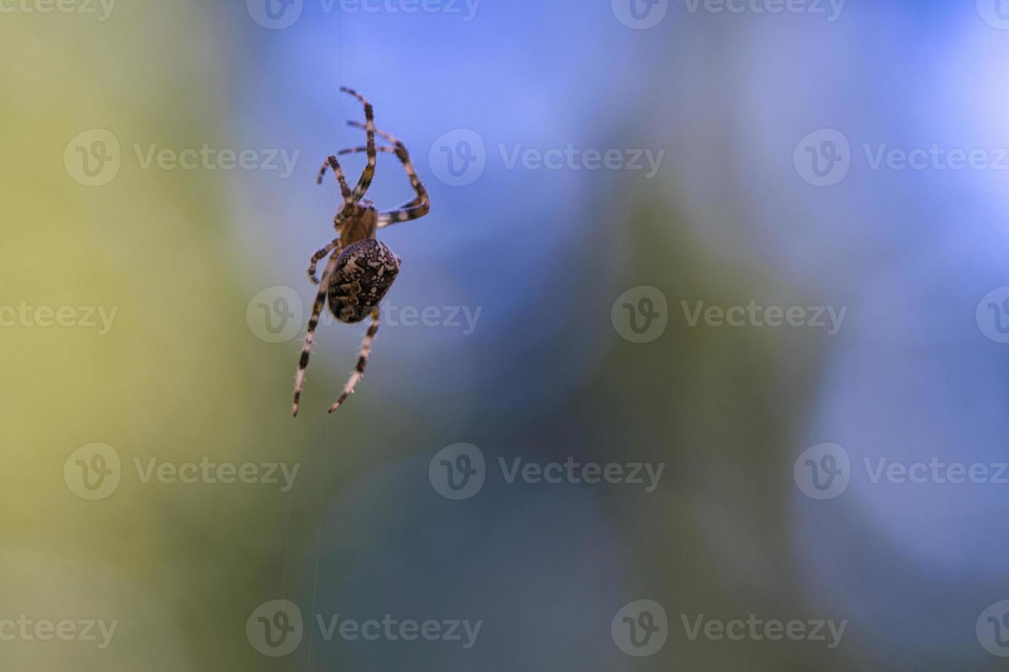 Kreuzspinne, die auf einem Spinnenfaden kriecht. verschwommen. ein nützlicher Jäger unter den Insekten foto