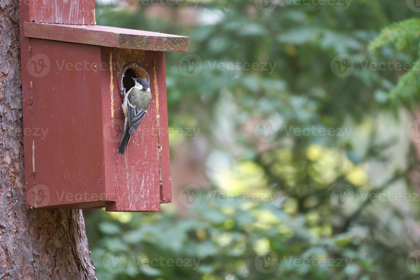 Kohlmeise auf einem roten Vogelhaus. Tieraufnahme eines Singvogels aus der Natur. Tier foto