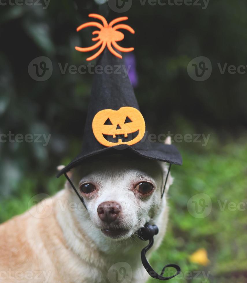 brauner Kurzhaar-Chihuahua-Hund mit Halloween-Hexenhut, verziert mit Kürbisgesicht und Spinne, die im Garten sitzen und in die Kamera schauen. foto