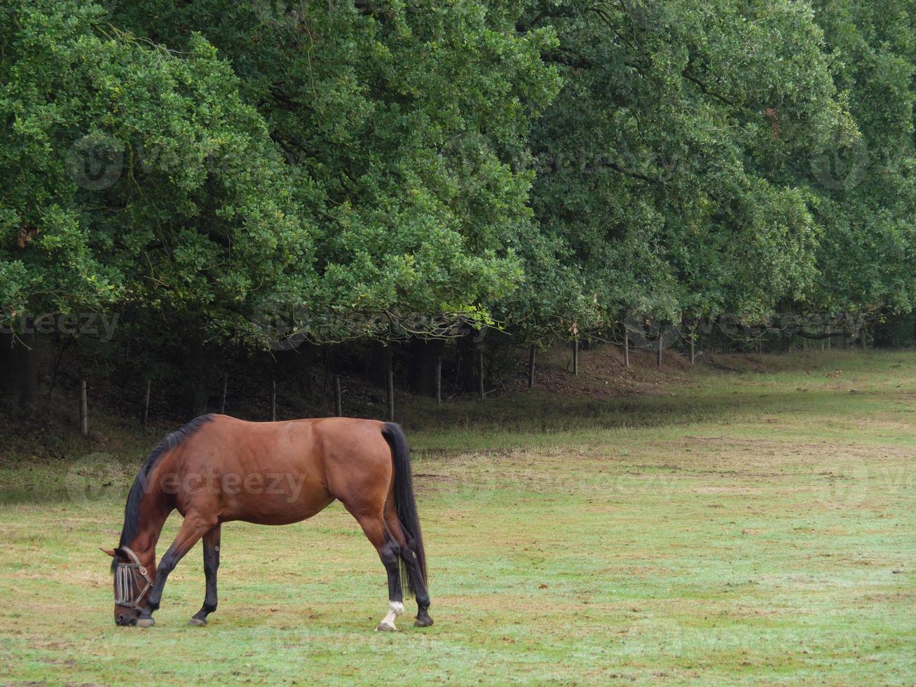 See bei Borken in Westfalen foto