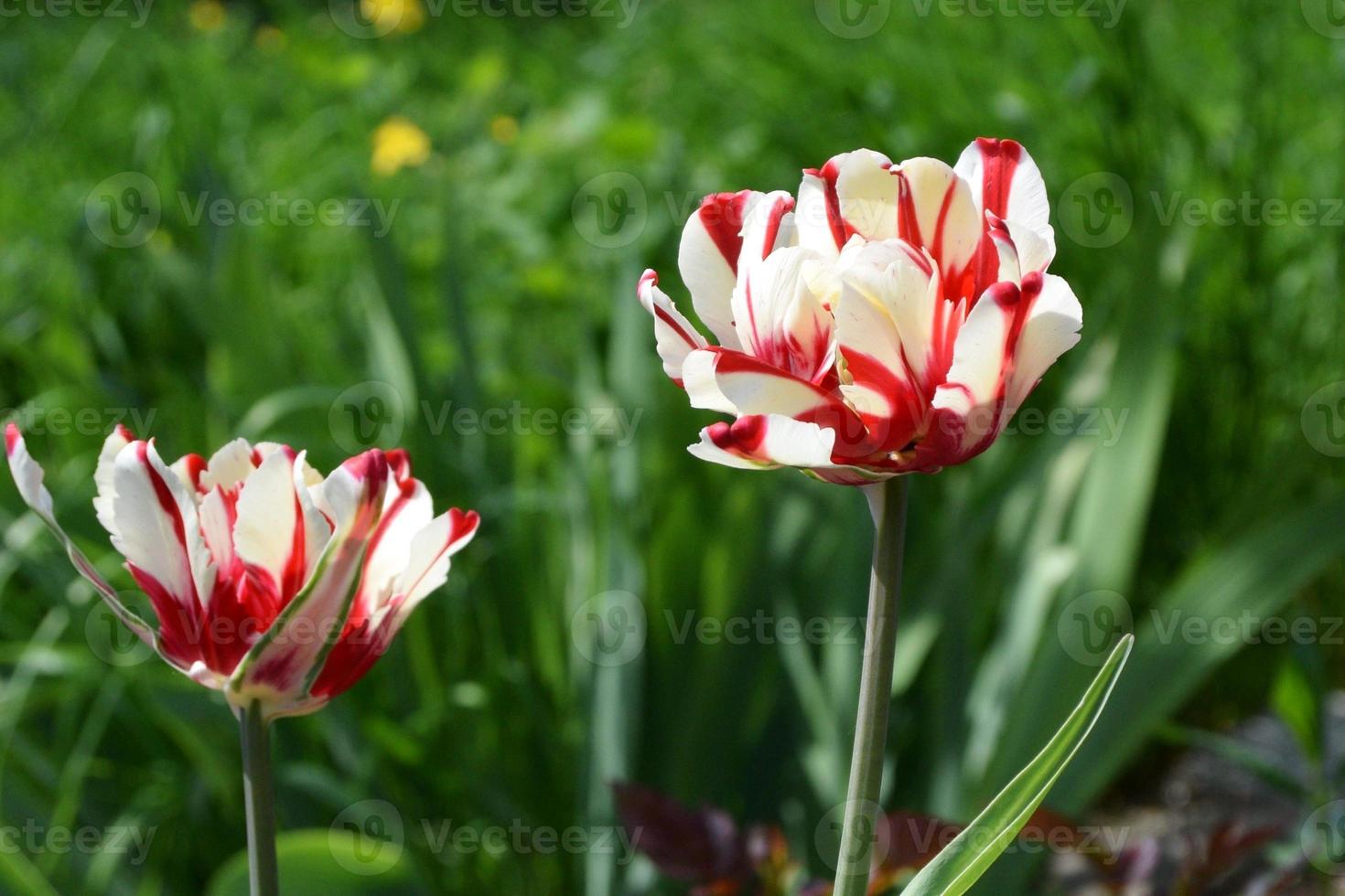 schöne gestreifte rot-weiße Tulpe im Garten foto