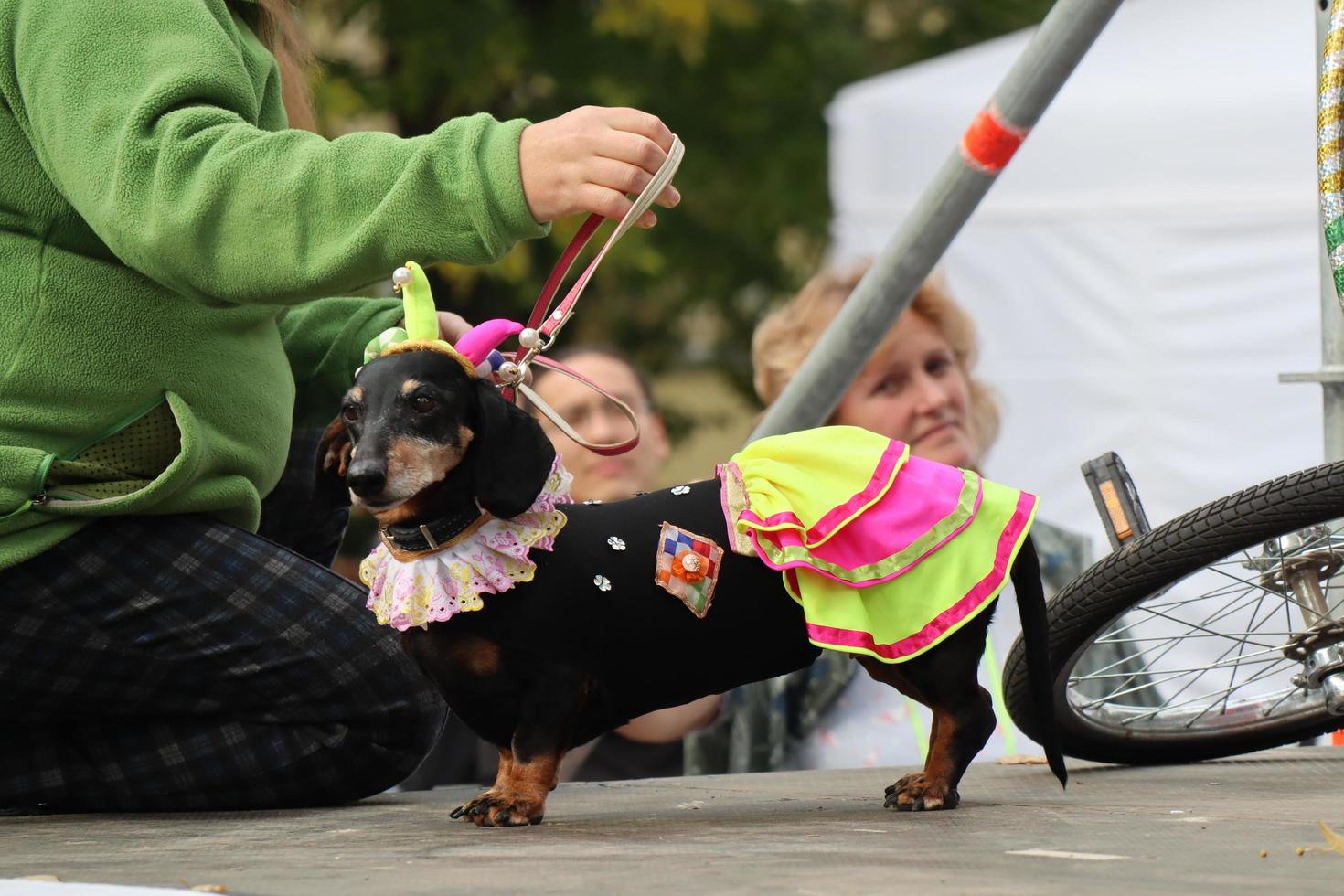 st. petersburg, russland, 2021 - 9. jährliche wursthundparade in st. petersburg, russland. Das diesjährige Thema ist Zirkus. foto