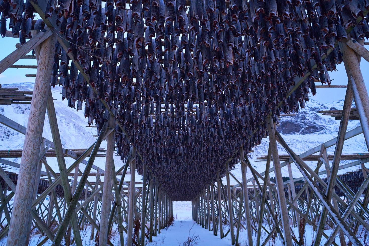 Lufttrocknung von Lachsfischen auf Holzkonstruktion im skandinavischen Winter foto