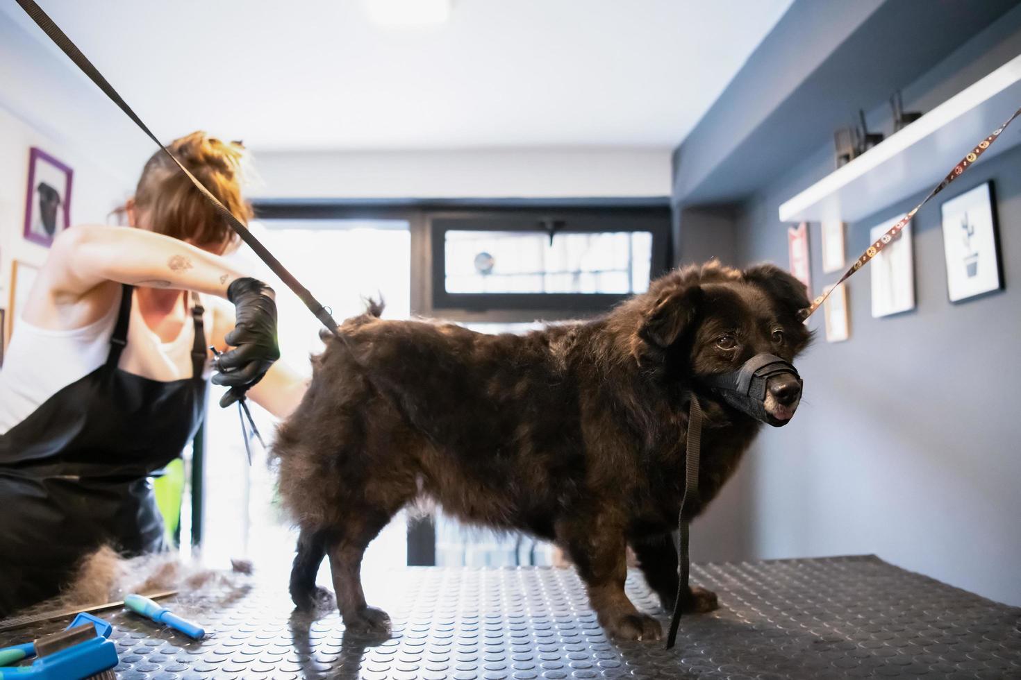 Haustierfriseurfrau, die Pelz des netten schwarzen Hundes schneidet foto