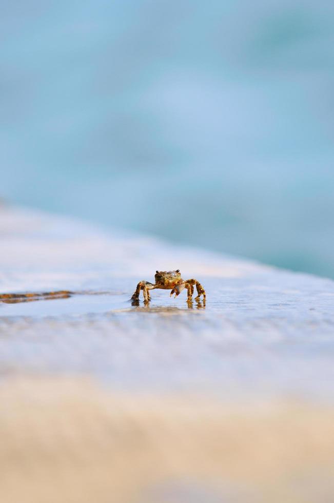 Langusten auf Sand foto